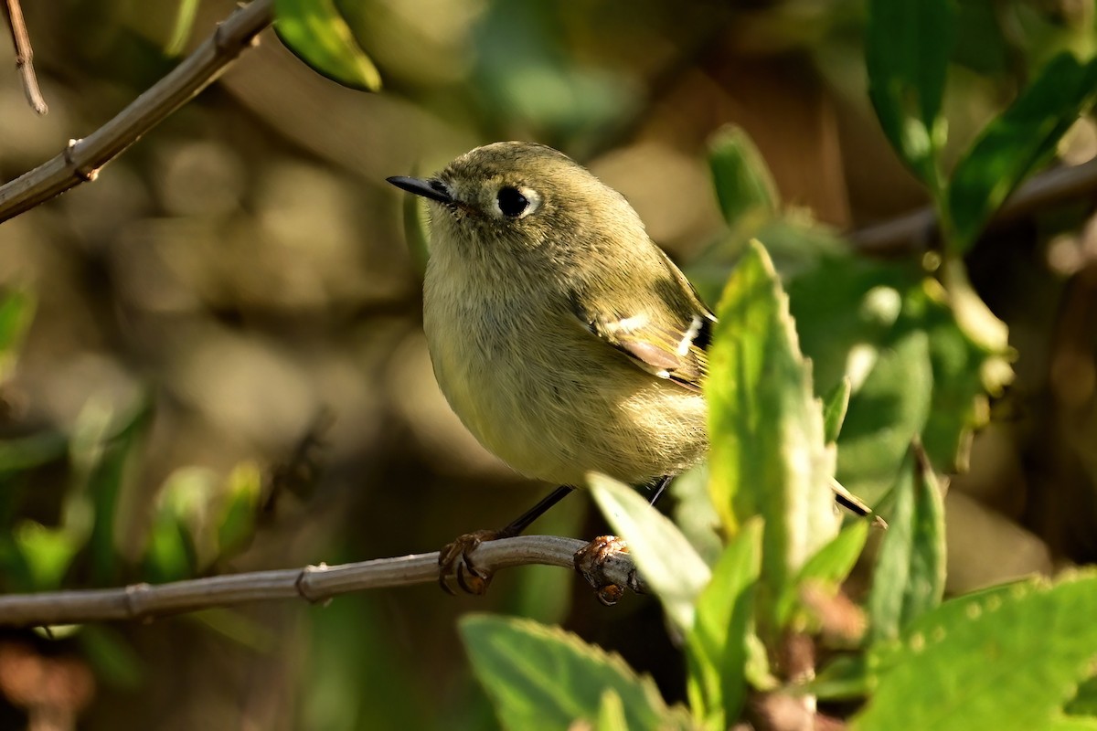 Ruby-crowned Kinglet - ML644052624