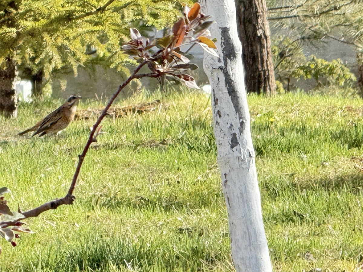 Naumann's Thrush - ML644052628