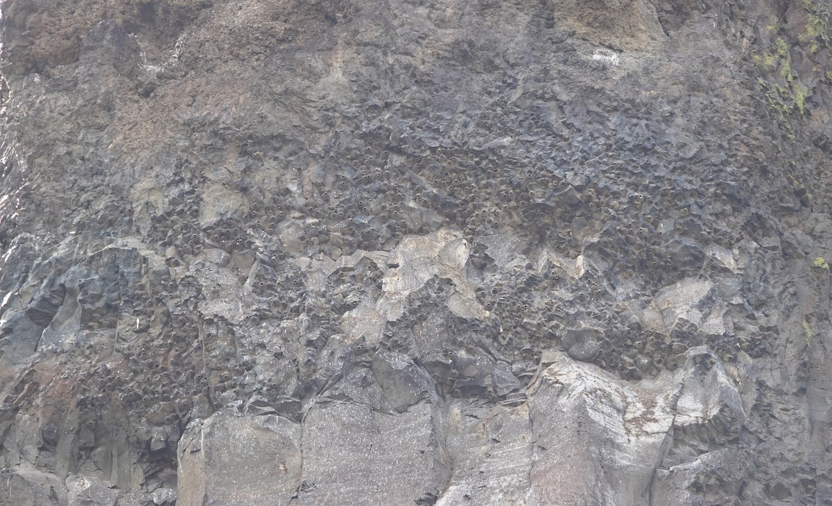 Cliff Swallow - ML644052633