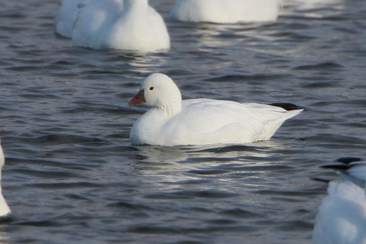 Ross's Goose - ML644052636