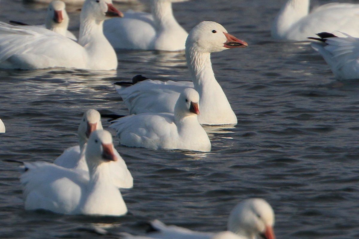 Ross's Goose - ML644052637