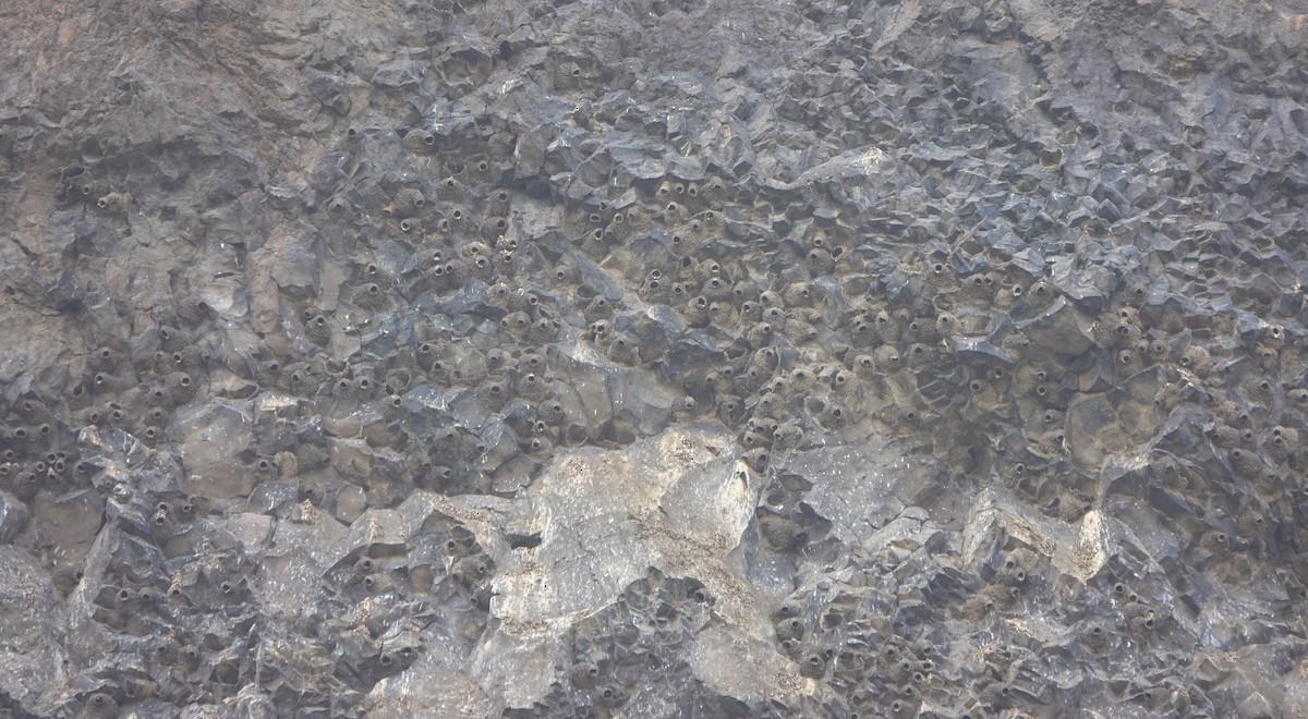 Cliff Swallow - ML644052643