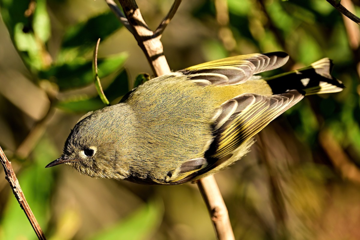 Ruby-crowned Kinglet - ML644052655