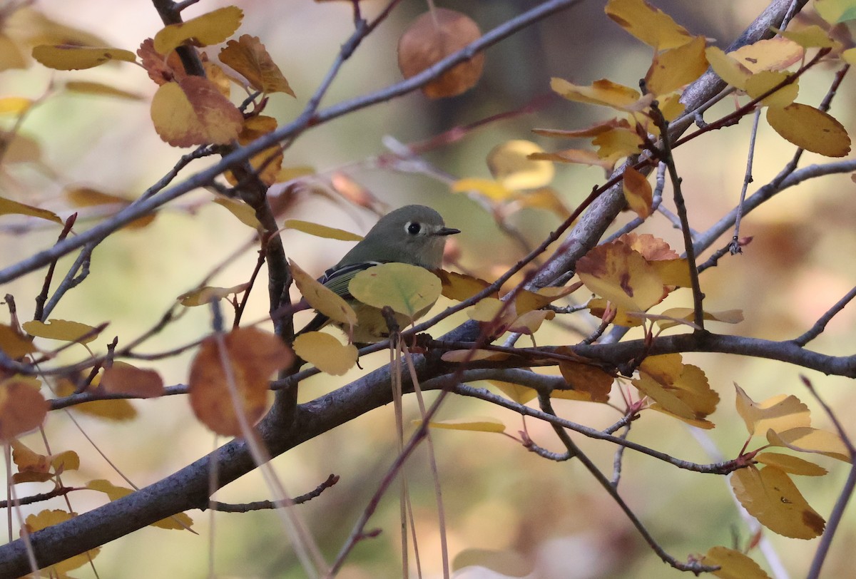 Ruby-crowned Kinglet - ML644052661