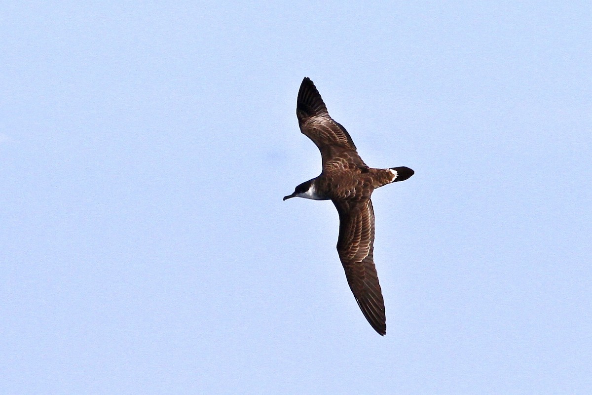Great Shearwater - ML644052671
