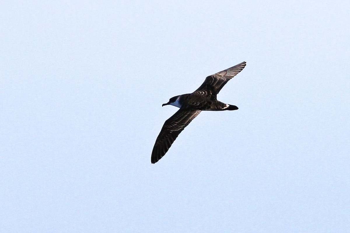 Great Shearwater - ML644052672