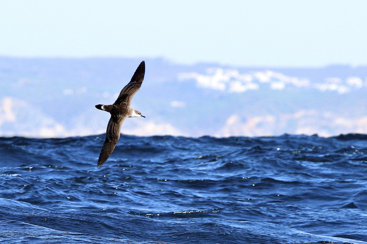 Great Shearwater - ML644052673