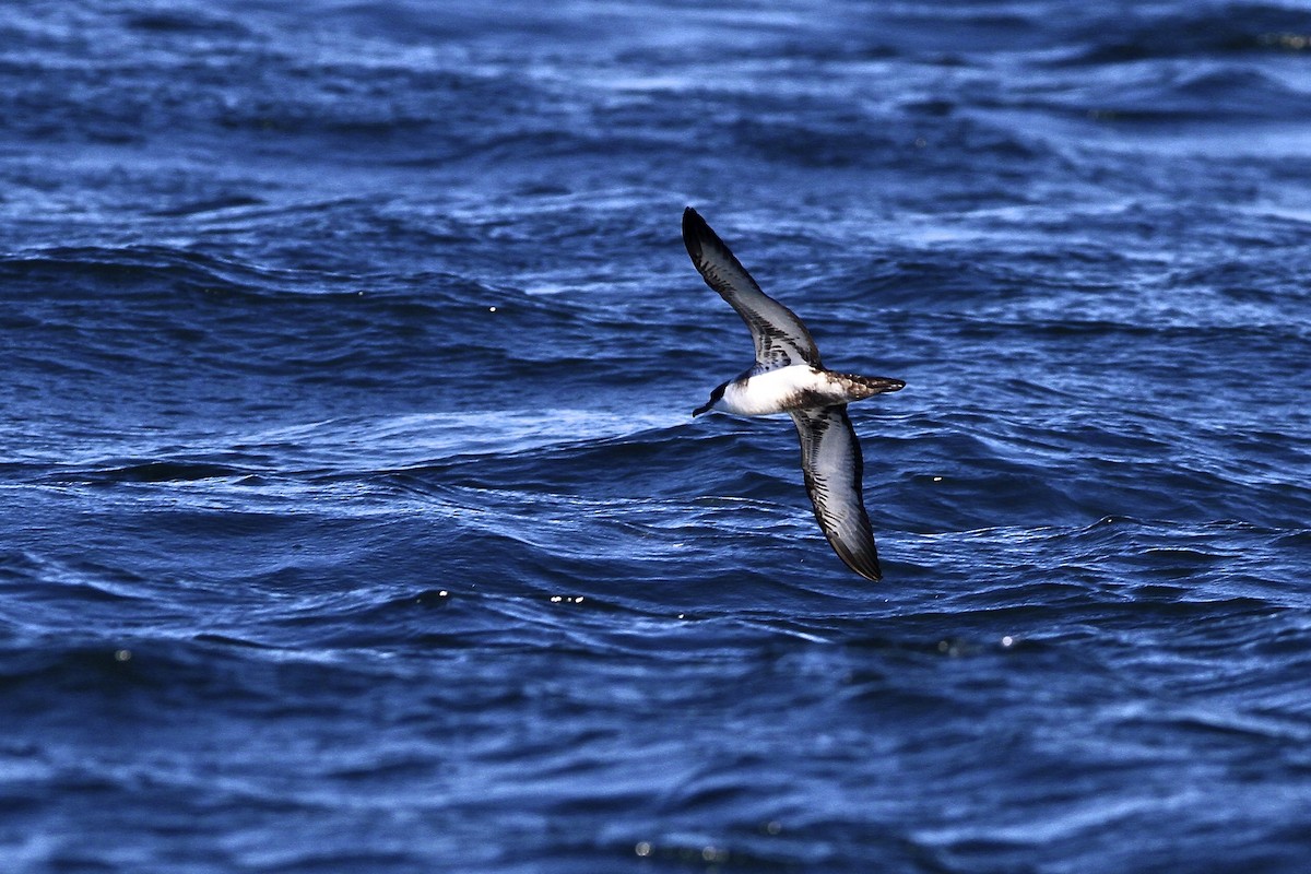 Great Shearwater - ML644052674