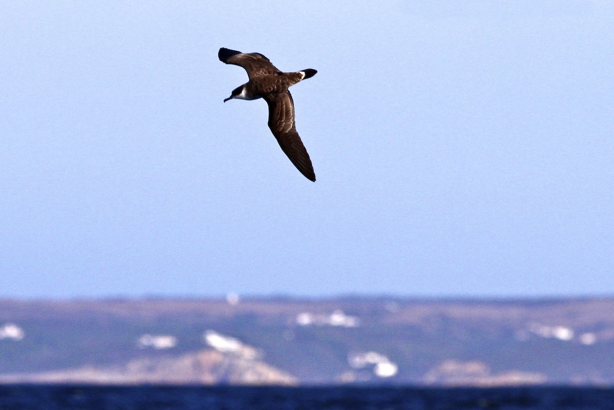 Great Shearwater - ML644052675