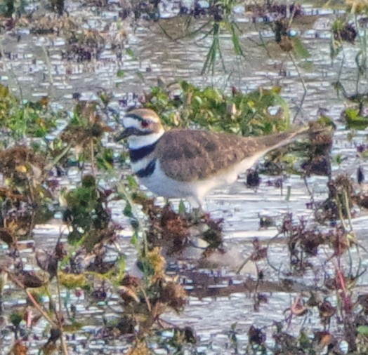 Killdeer - ML644052687