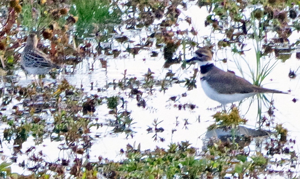Killdeer - ML644052688