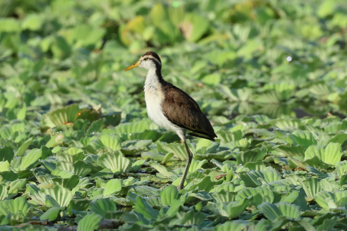 Northern Jacana - ML644052734