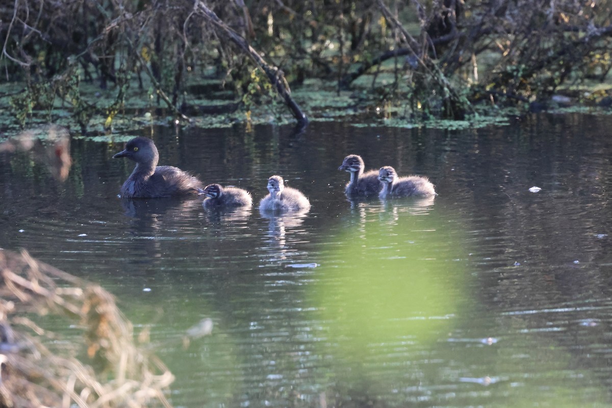 Least Grebe - ML644052742