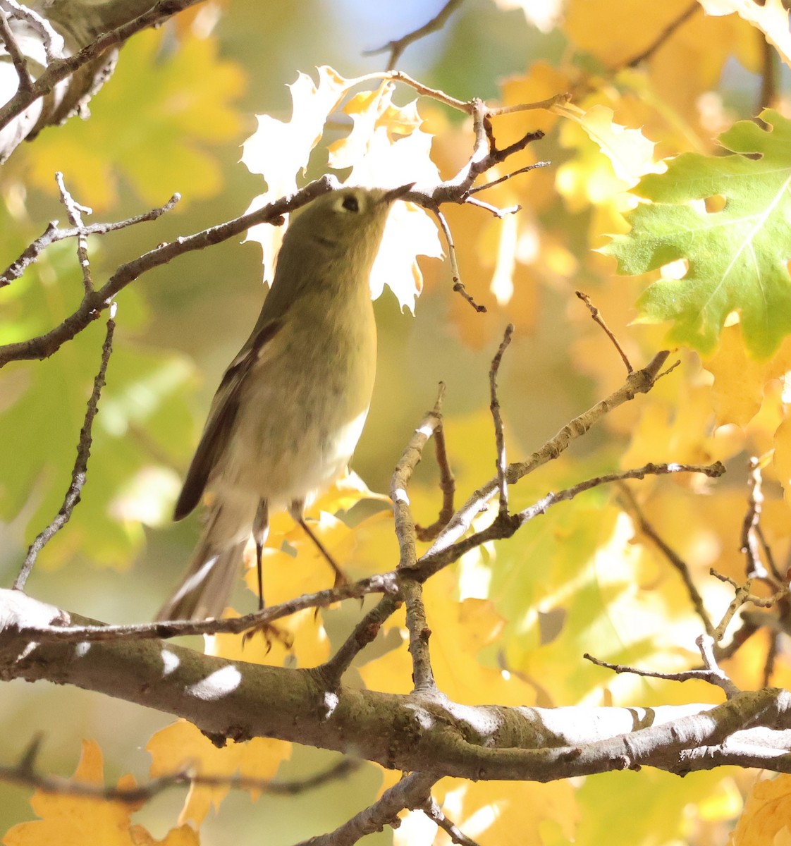 Ruby-crowned Kinglet - ML644052762