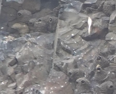 Cliff Swallow - ML644052773