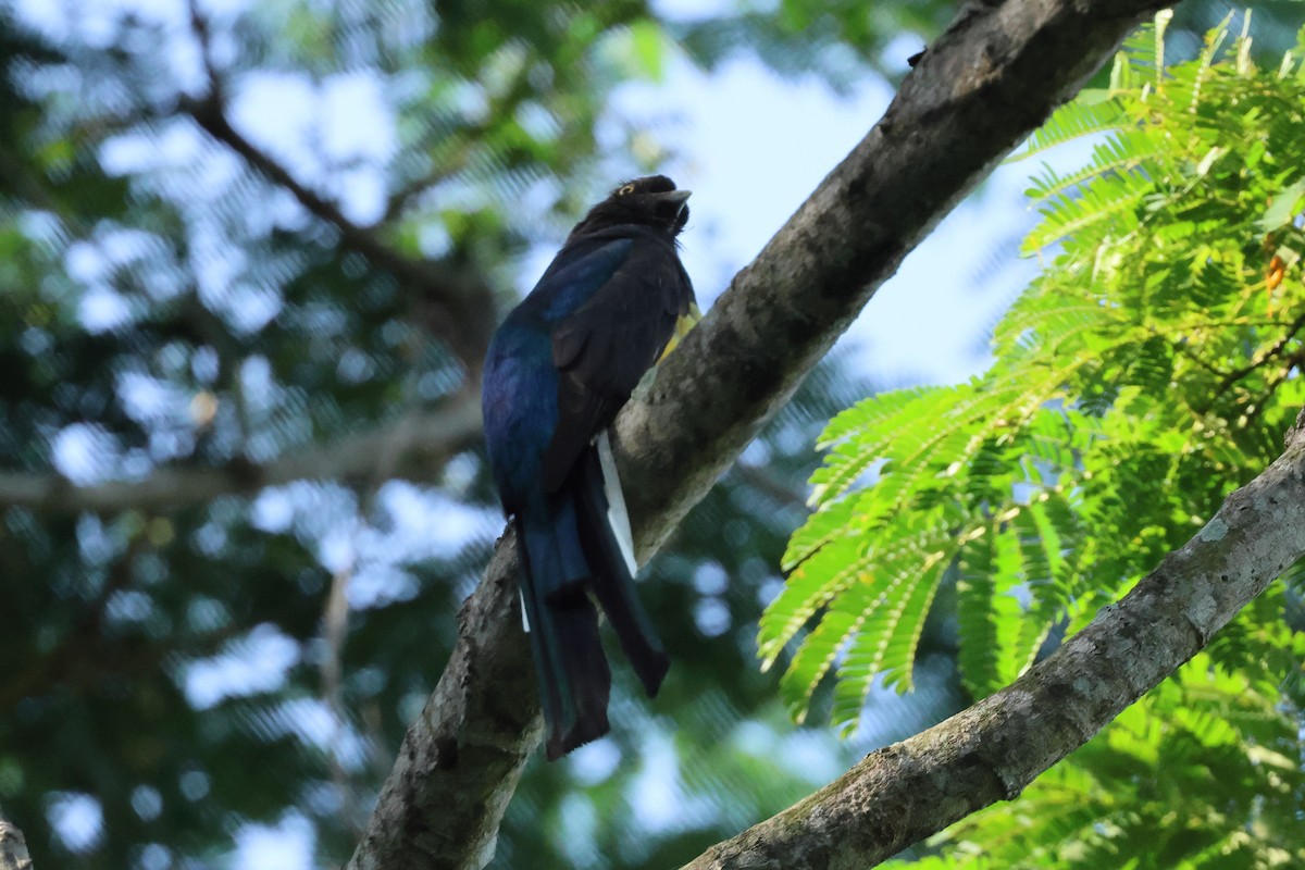 Graukopftrogon - ML644052774