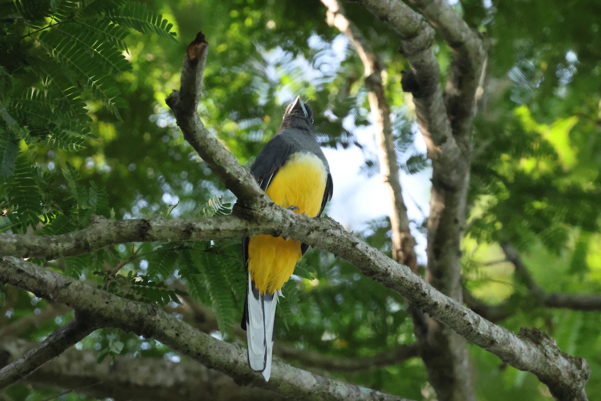 Graukopftrogon - ML644052775