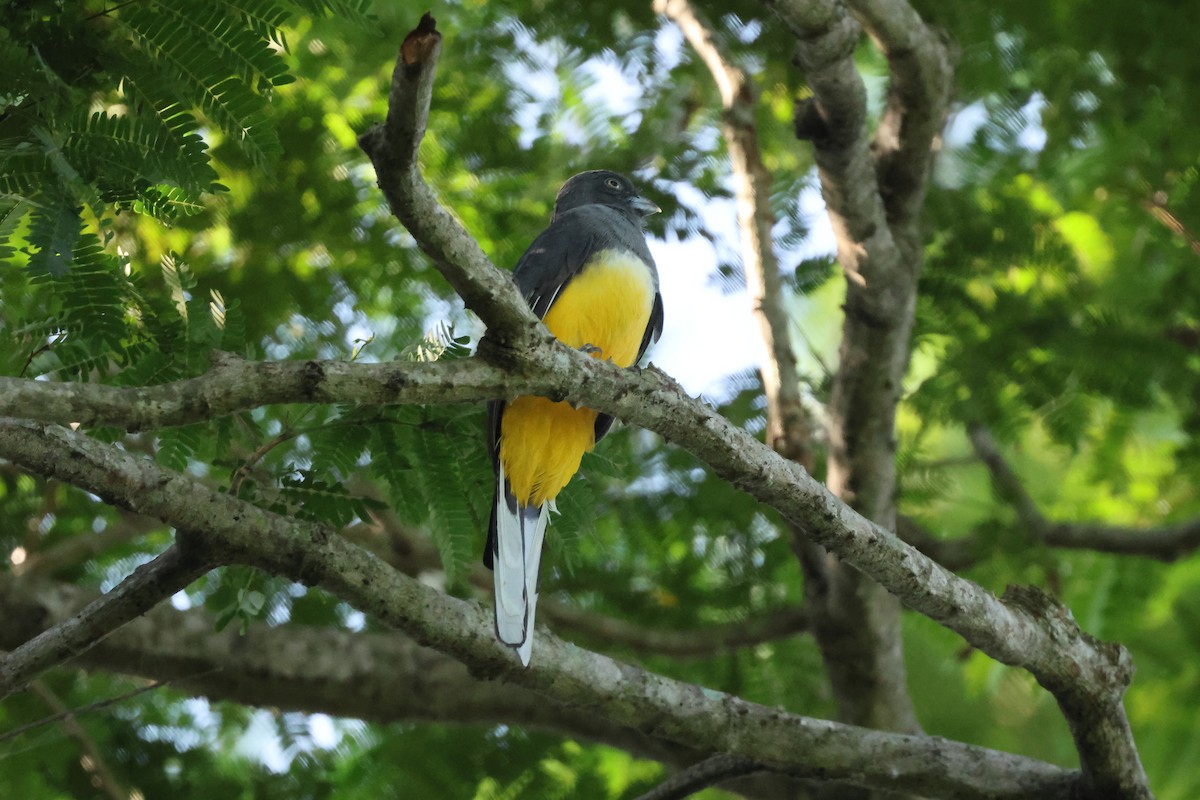 Graukopftrogon - ML644052776
