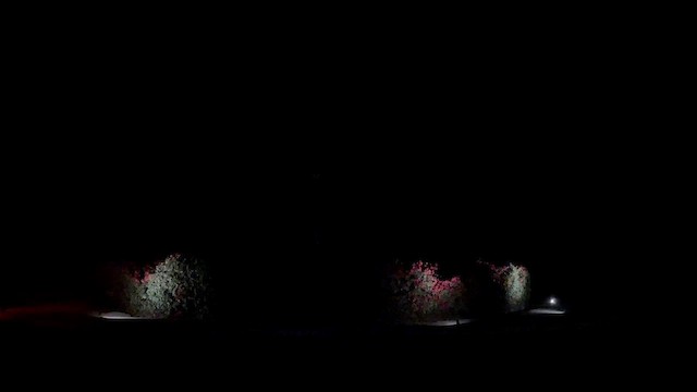 Çorak Gecedoğanı - ML644052781