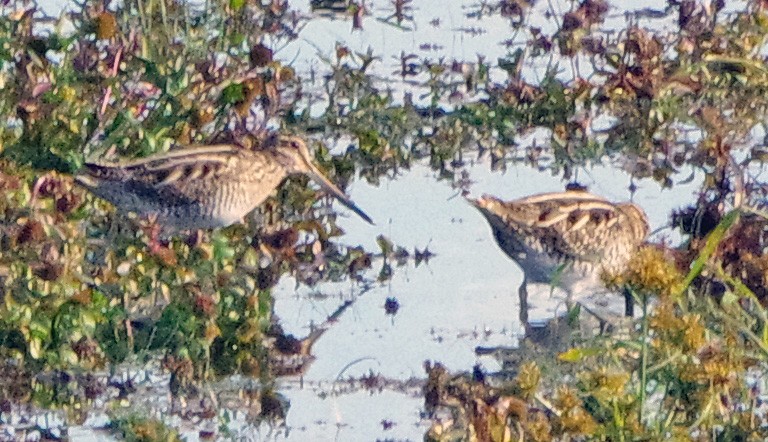 Wilson's Snipe - ML644052782