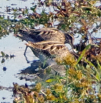 Wilson's Snipe - ML644052783