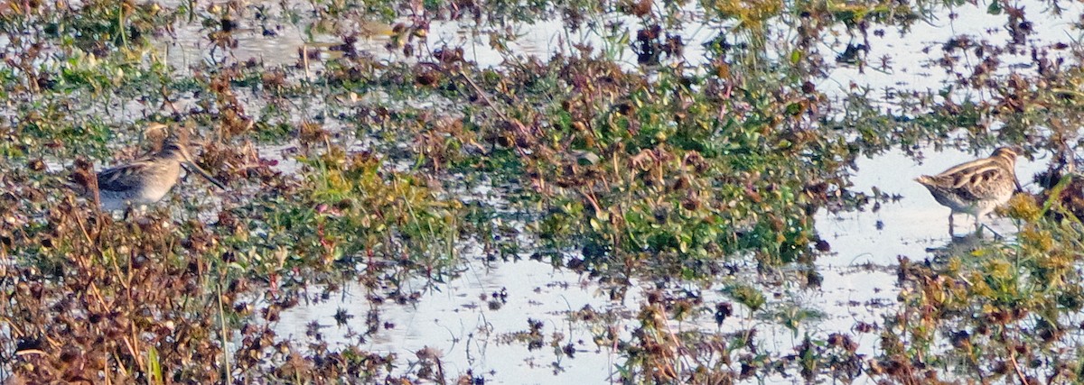 Wilson's Snipe - ML644052784