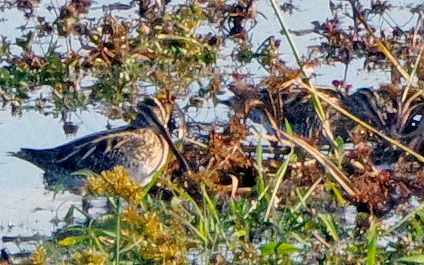 Wilson's Snipe - ML644052786