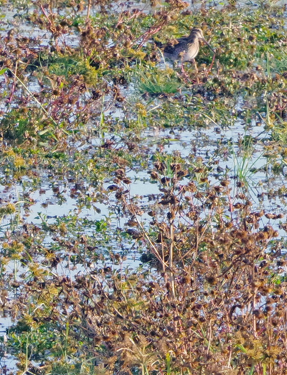 Wilson's Snipe - ML644052788