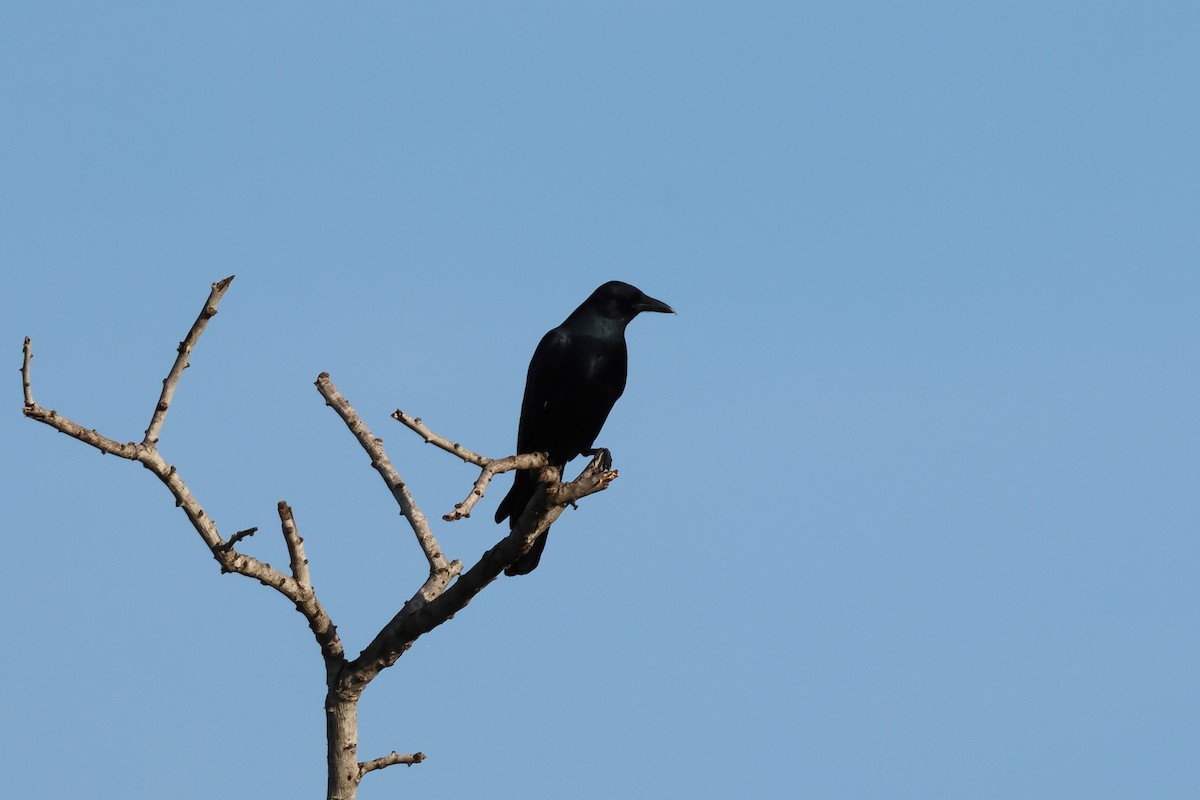 Sinaloa Crow - ML644052796