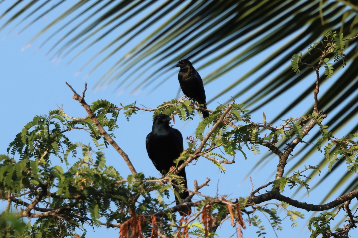 Sinaloa Crow - ML644052797