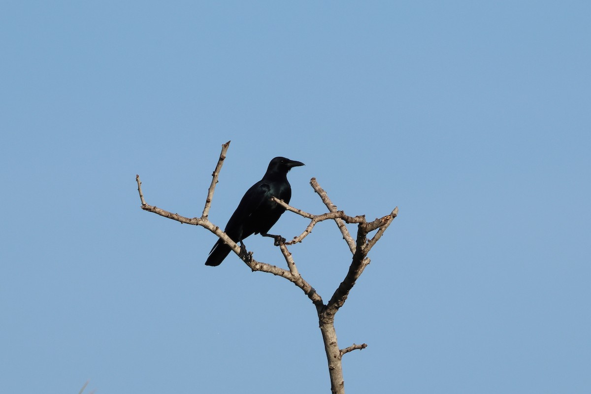 Sinaloa Crow - ML644052798