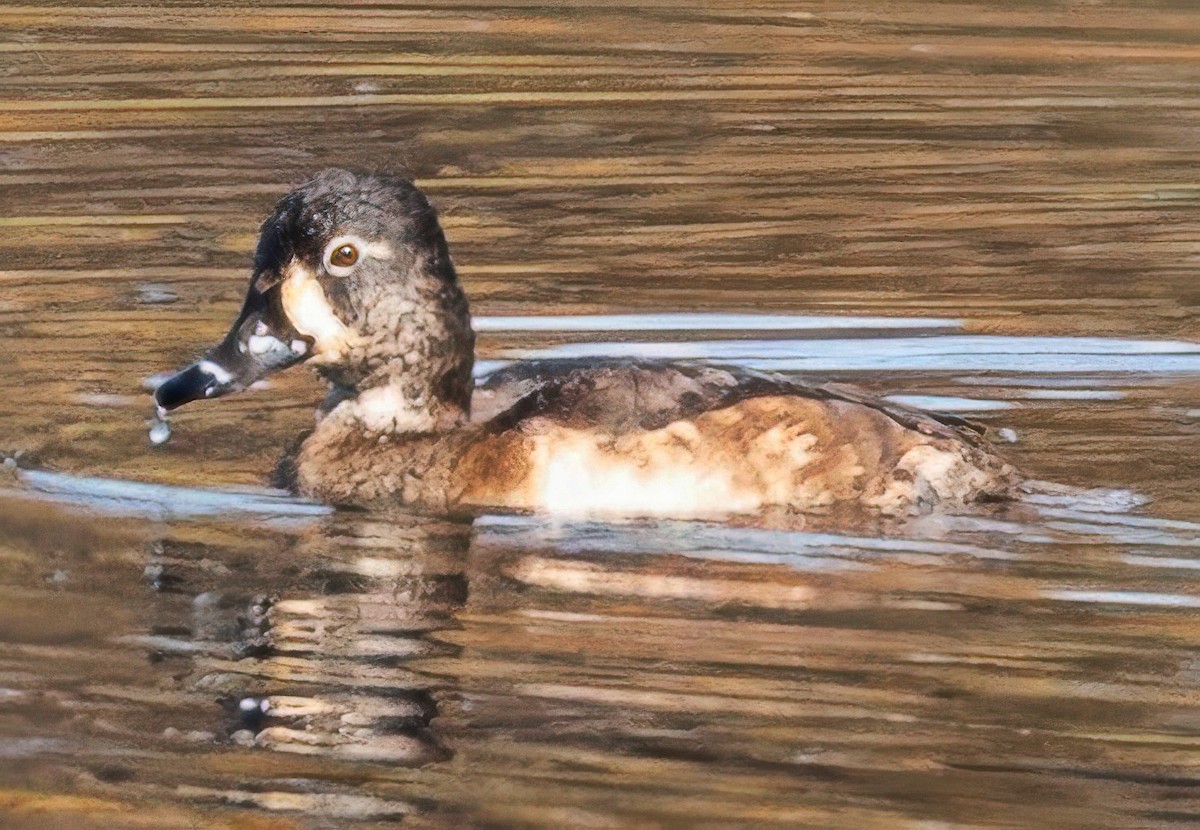 Ring-necked Duck - ML644052811