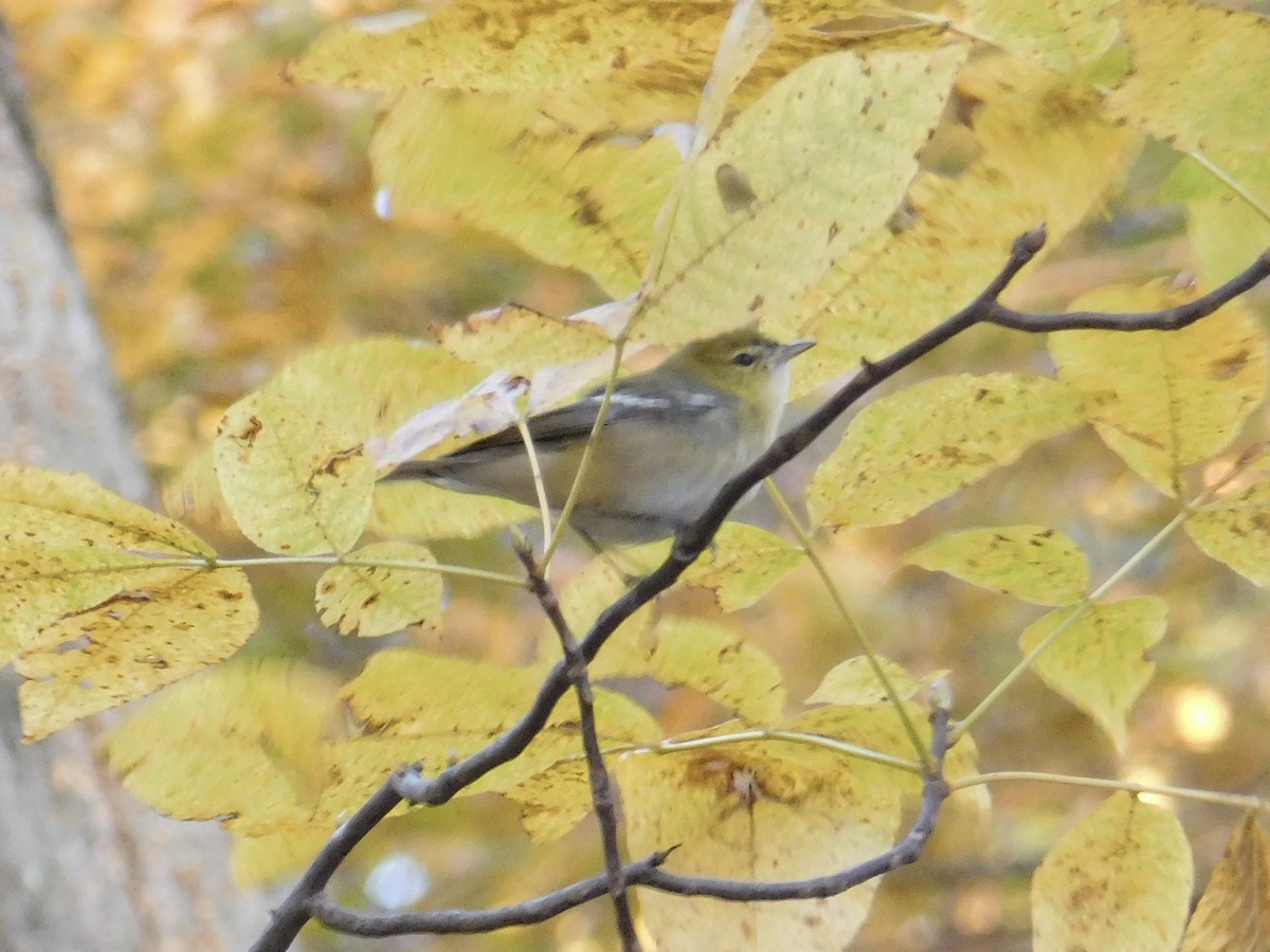 Bay-breasted Warbler - ML644052818