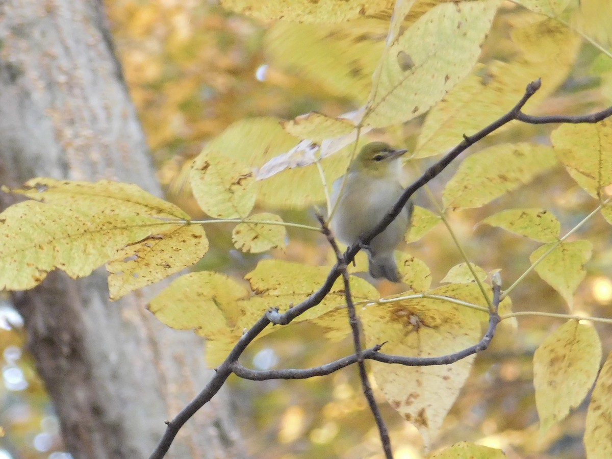 Bay-breasted Warbler - ML644052819