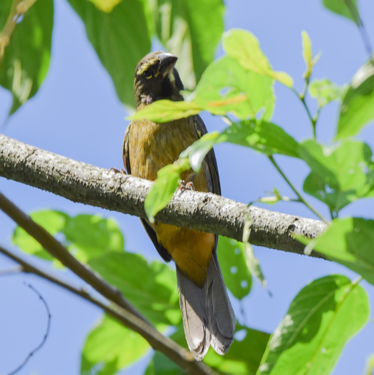 Cinnamon-bellied Saltator - ML644052833