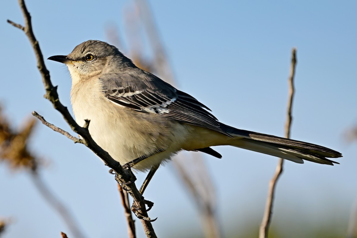 Northern Mockingbird - ML644052895