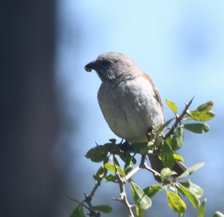 Горобець блідий - ML644052900