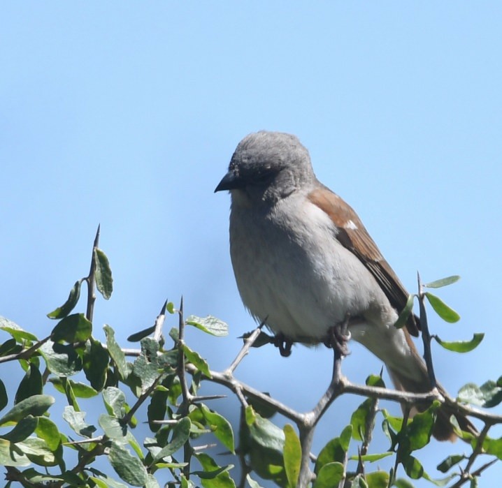 Горобець блідий - ML644052910