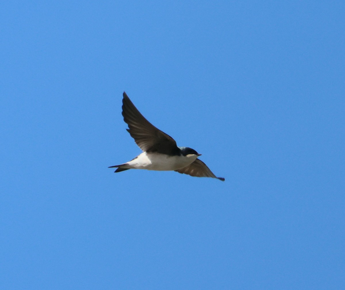 Tree Swallow - ML644052911