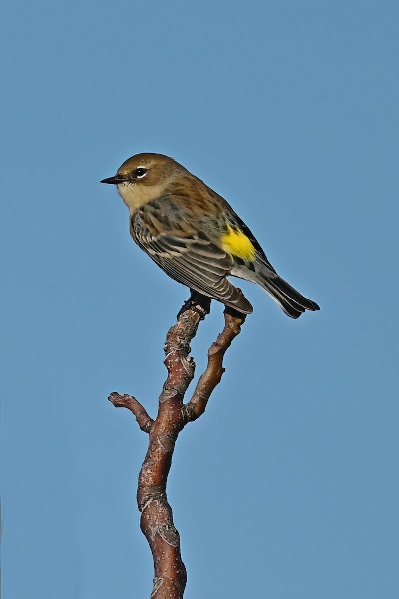 Yellow-rumped Warbler - ML644052912