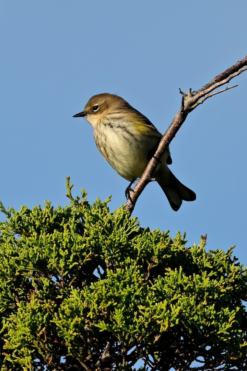 Yellow-rumped Warbler - ML644052913