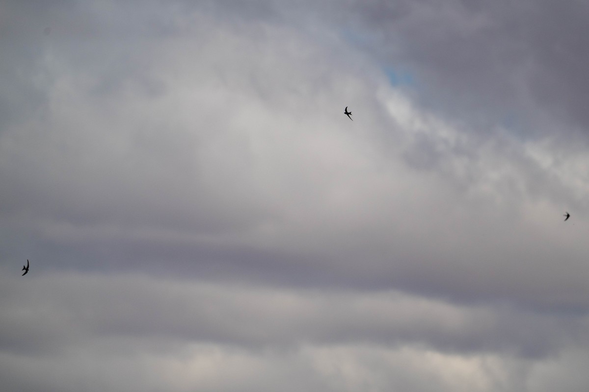 Pacific Swift - ML644052920