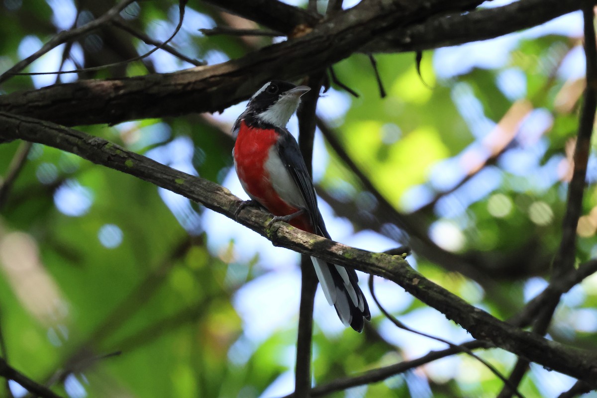 Red-breasted Chat - ML644052921