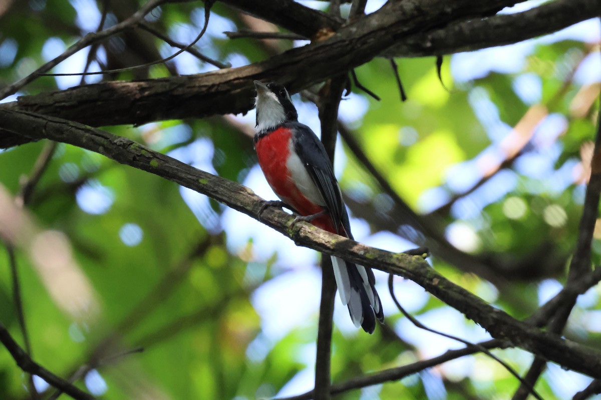 Red-breasted Chat - ML644052922