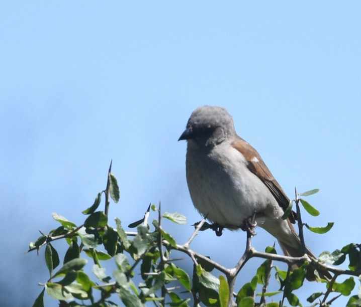 Горобець блідий - ML644052925