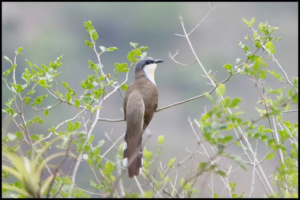 Dark-billed Cuckoo - ML644052930