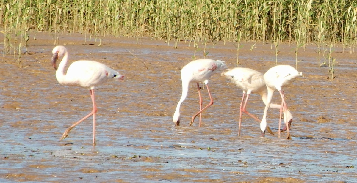 Flamant nain - ML644052936