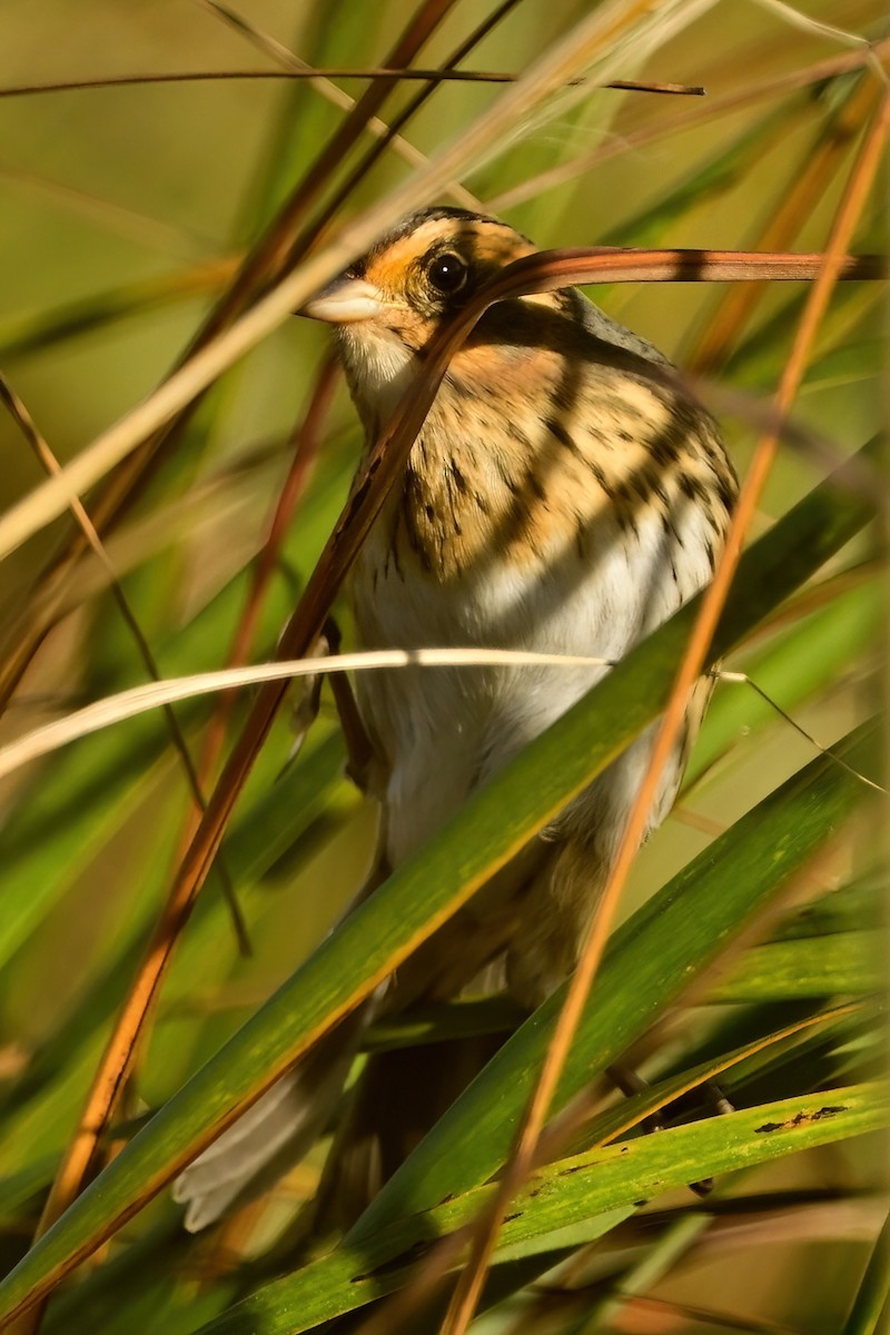 Nelson's Sparrow - ML644052940