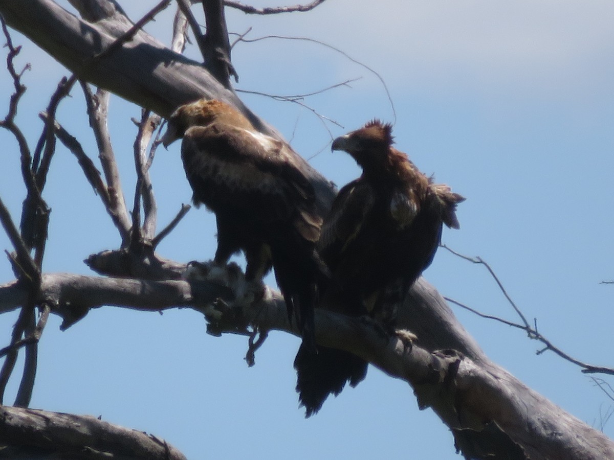 Wedge-tailed Eagle - ML644052981