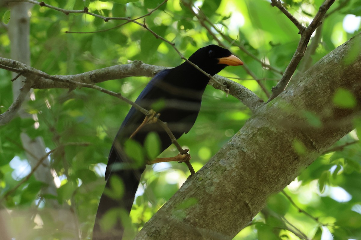 Purplish-backed Jay - ML644052985
